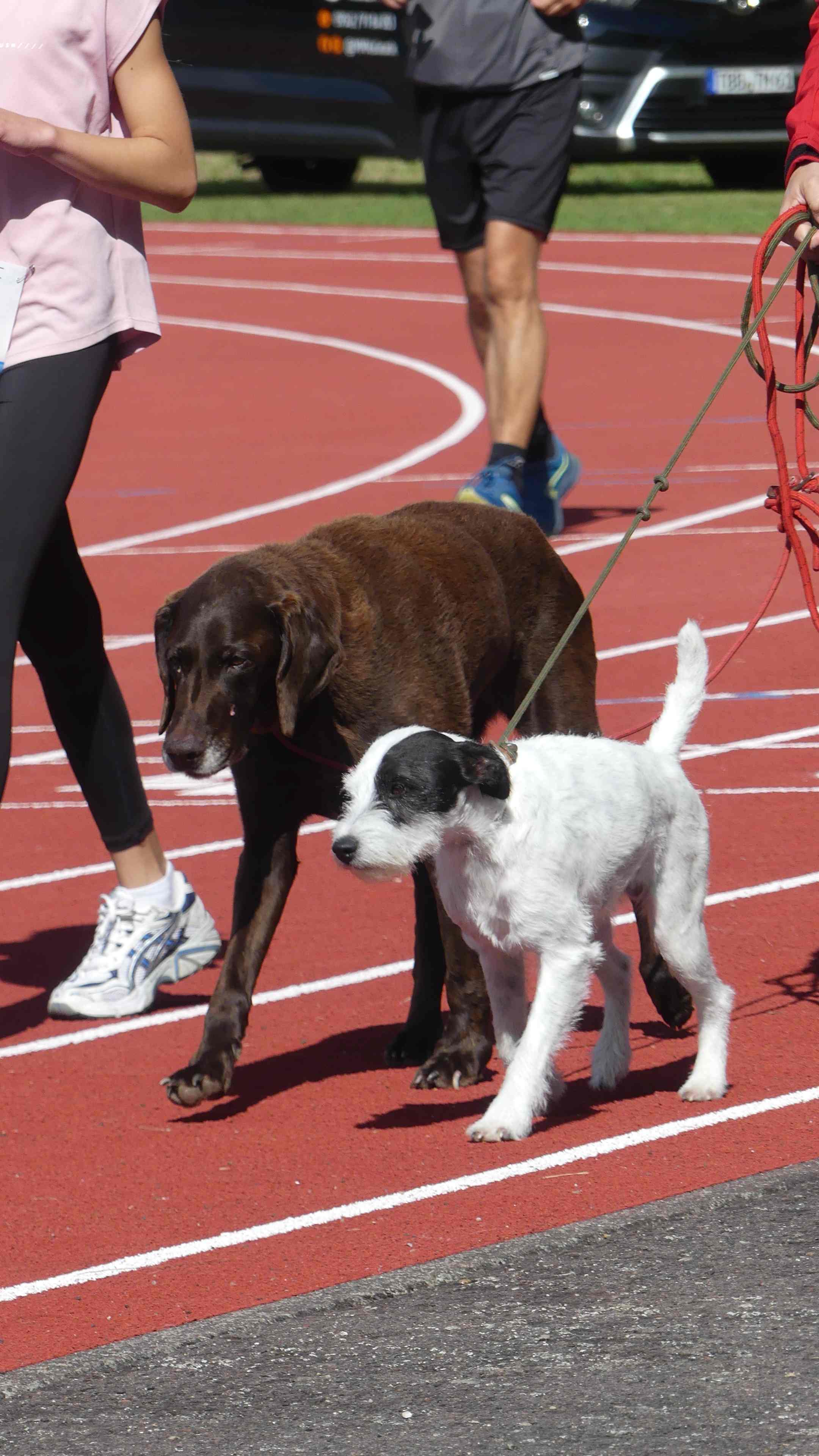 Bild vom 14. Benefizlauf im Jahr 2024. Dies ist das 226. Bild.